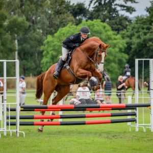 Horse for sale: YOUNG HORSE WITH A BIG FUTURE