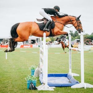 Horse for sale: Haupouri Dakota NZPH