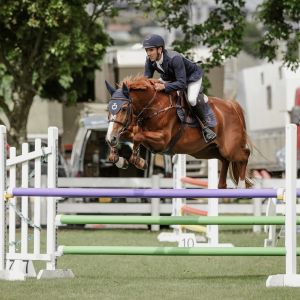 Horse for sale: Sienna THF