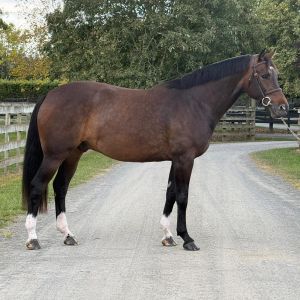 Quality, Young Prospect