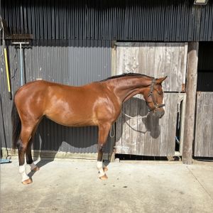 Horse for sale: 2.5YO potential show jumper x Eurosport Centavos
