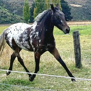 Horse for sale: Appaloosa gelding - 3 yo