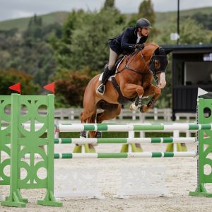 Horse for sale: Takapoto Formaggio – A Modern Sport Horse with a Big Future