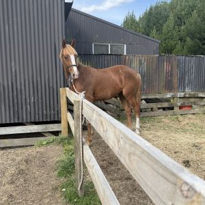 Horse for sale: Ngahiwi/Balouboy Rising 2yo