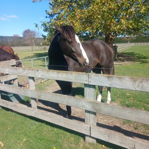 Rising 2 yr old gelding