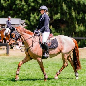 Horse for sale: Weiti Baberry 