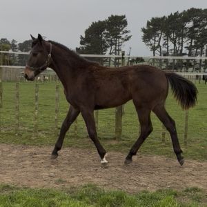 Horse for sale: Gorgeous Yearling Gelding