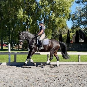 Horse for sale: Furst Desire SW - Top dressage prospect with endless talent. 