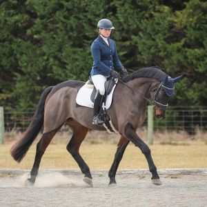 Furst Desire SW - Top dressage prospect with endless talent. 