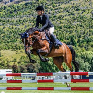 Horse for sale: ***Quality Warmblood***