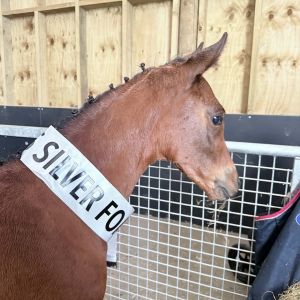 Horse for sale: Amazing opportunity 