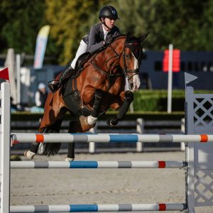 Horse for sale: One In a Million Showjumper