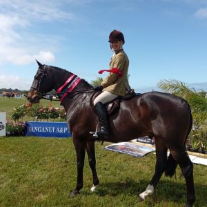 Horse for sale: Illusion SSH - High Performing All Rounder