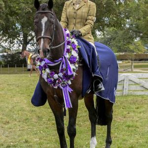 Horse for sale: Illusion SSH - High Performing All Rounder