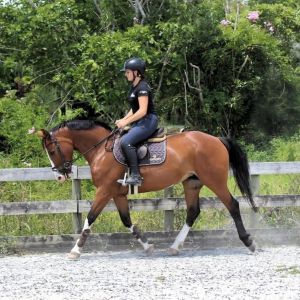 Show Jumping Potential 