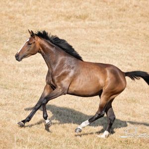 Horse for sale: Stunning 3-year-old by For Friendship VDL x Cera Cassiago