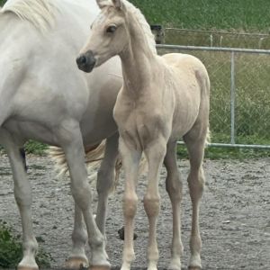Remi Lion King x Golden Strike / Galaxy Pourewa palomino fillly EMH 16HH
