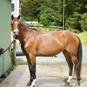 Horse for sale: 6yo Bravado Ego Z Mare - Show Jumping Prospect
