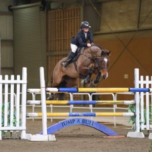 Horse for sale: Junior/Young Rider Horse
