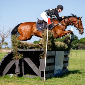 Horse for sale: Perfect all rounder & fun eventer! ‘Mr Johnny Cash’