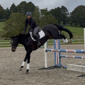 Classy Thoroughbred with Eventing Potential