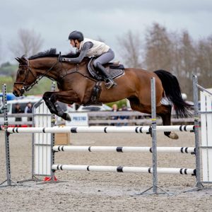 Talented 8yr Warmblood Eventing/SJ/Dr