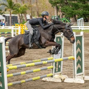 15.3 9yr Warmblood Eventer/Allrounder
