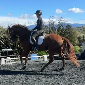 Stunning Dressage Bred Gelding - Southcote Quarterback