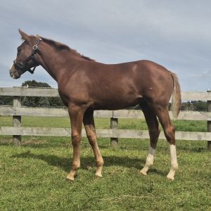 Horse for sale: ES Diamant B x Pennsylvania Filly