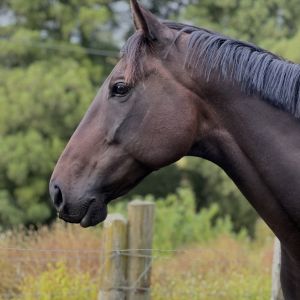 Horse for sale: Winnie