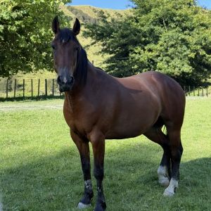 Horse for sale: Lola