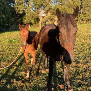 Horse for sale: Delta Farnese