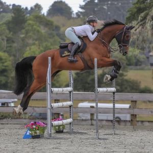 Talented Kannan Gelding