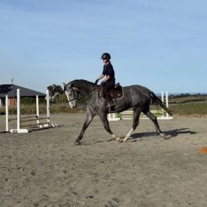 Horse for sale: Stunning Donnerubin mare