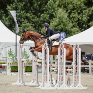 Sporthorse Gelding