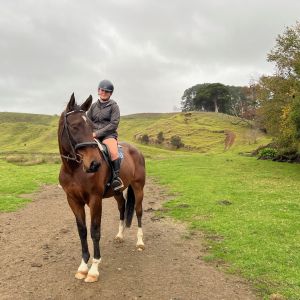 Horse for sale: 7yr old Gelding By Euro Sport Centavos