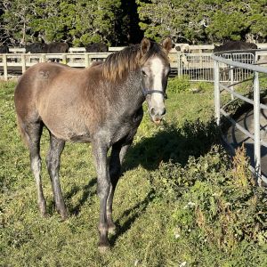 Horse for sale: Eye catching Colt 