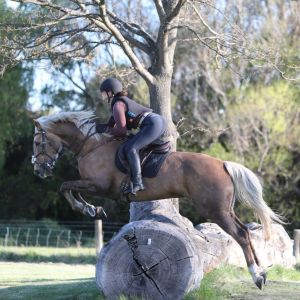 Horse for sale: *Great Hunting Horse or Eventing Prospect*