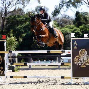 Horse for sale: Competitive showjumping schoolmaster 