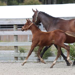 Horse for sale: Chacco Di Villanga Z Weanling