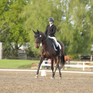 Horse for sale: L4 dressage mare