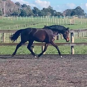3yo 15.2hh Glamourdale filly - great buy!