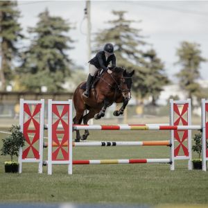 Perfect amateur/Junior mount