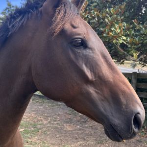 Horse for sale: Nice Allrounder Type