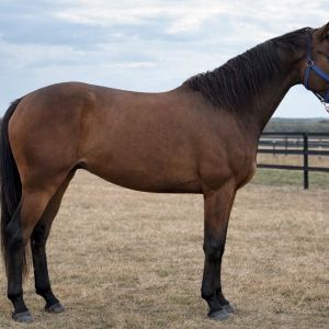 Dominator Z Rising 3yo Gelding 