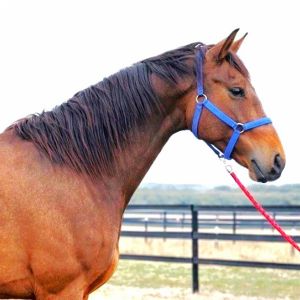 Dominator Z Rising 3yo Gelding 