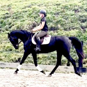  Quality High Level Dressage Prospect