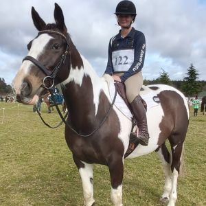 Horse for sale: MV Sandstorm