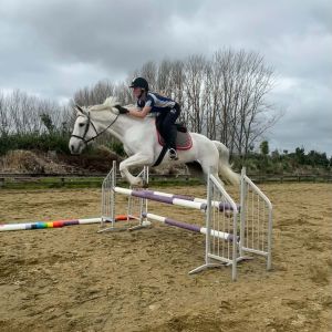 Horse for sale: Kingslea Park Alexis