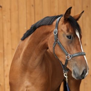 Horse for sale: CHAMPION SHOW JUMP FILLY OF THE 2023 CLASSIFICATION TOUR